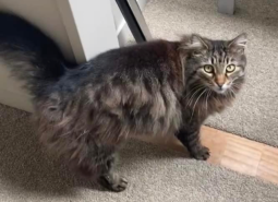 Fluffy