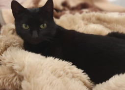 bella