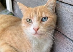 bowie