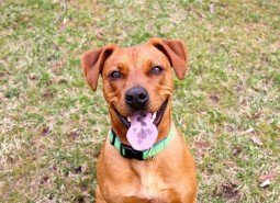 dog 689684 1280
