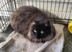 luna