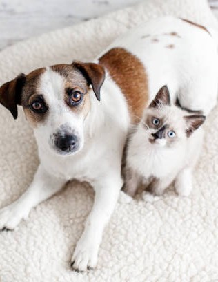 Cat and dog 612x612