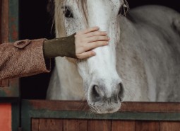 Horse1 10560152
