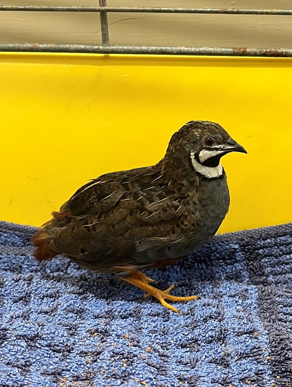 Found Male Bird, Quail Chinese Painted (Button), Blue & Brown, AID