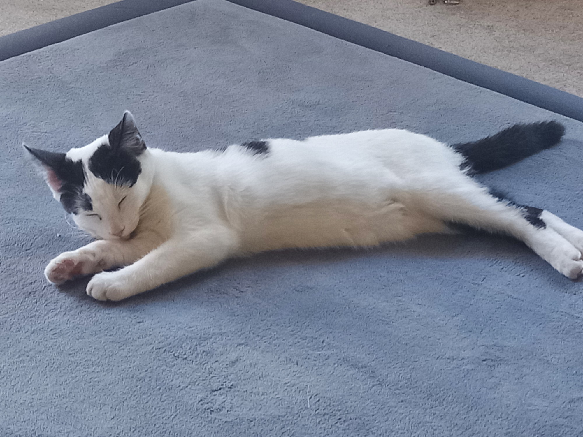 Lost Female Cat, Domestic Short Hair (DSH), Black & White » Companion