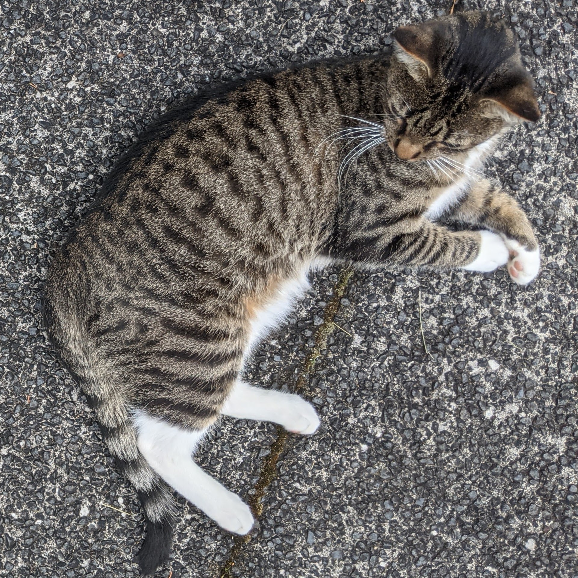 List 34+ Background Images tabby cat with white belly and paws Full HD, 2k, 4k
