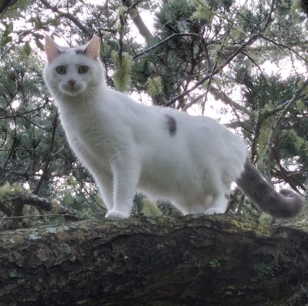 Lost Female Cat, Domestic Short Hair (DSH), White and Grey » Companion