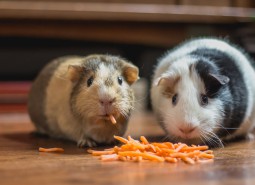 Guinea pigs eating carrot sticks