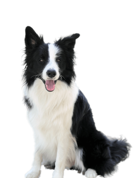 Black and White Border Collie 