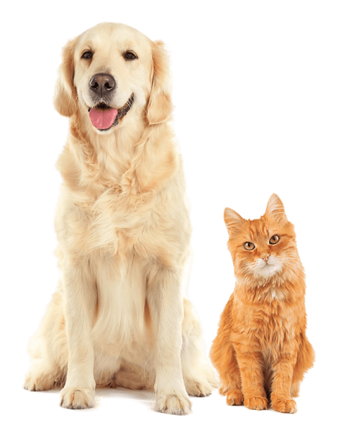 Golden Retriever Dog and Ginger Cat