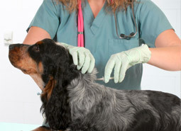 A vet implanting a microchip to a dog