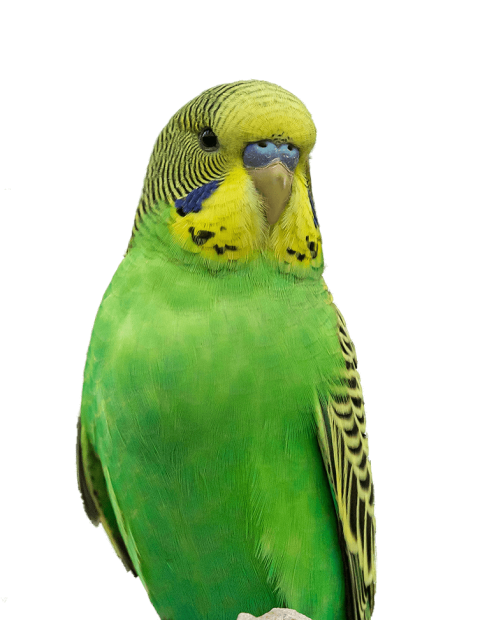 A green budgie