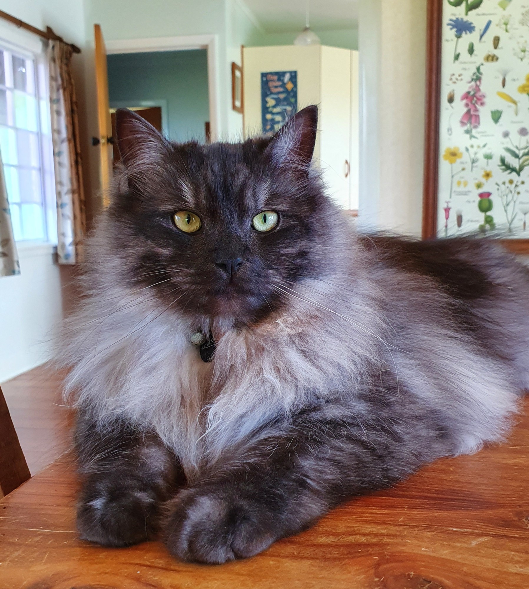 Lost Male Cat, Ragdoll cross, Grey/black » Companion Animal Register