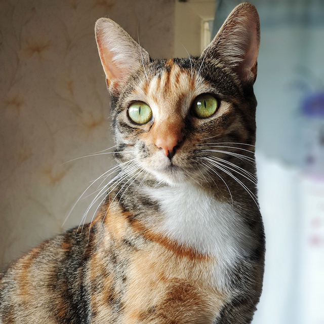 Lost Female Cat, Domestic Short Hair (DSH), Brown tabby, Ginger (red