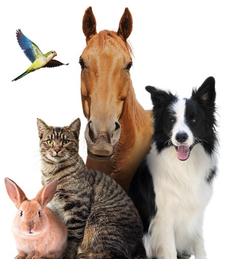 Montage of Companion animals (pets)